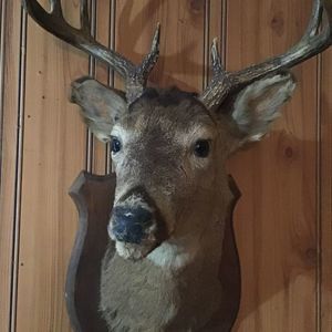 Meet your Posher, Alan